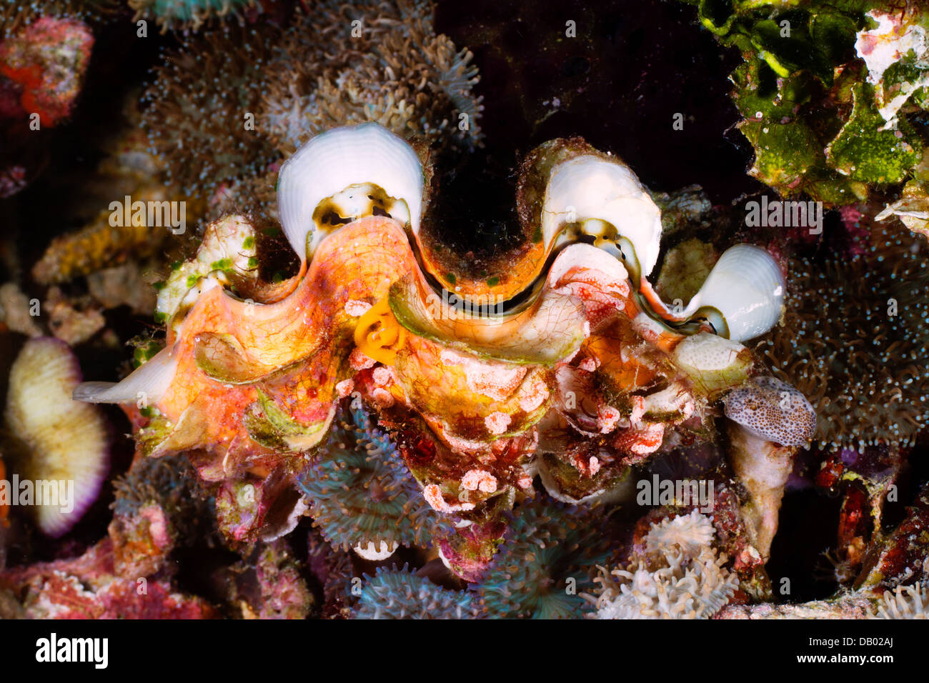 Looped Clam Clam sea hi-res stock photography and images - Alamy