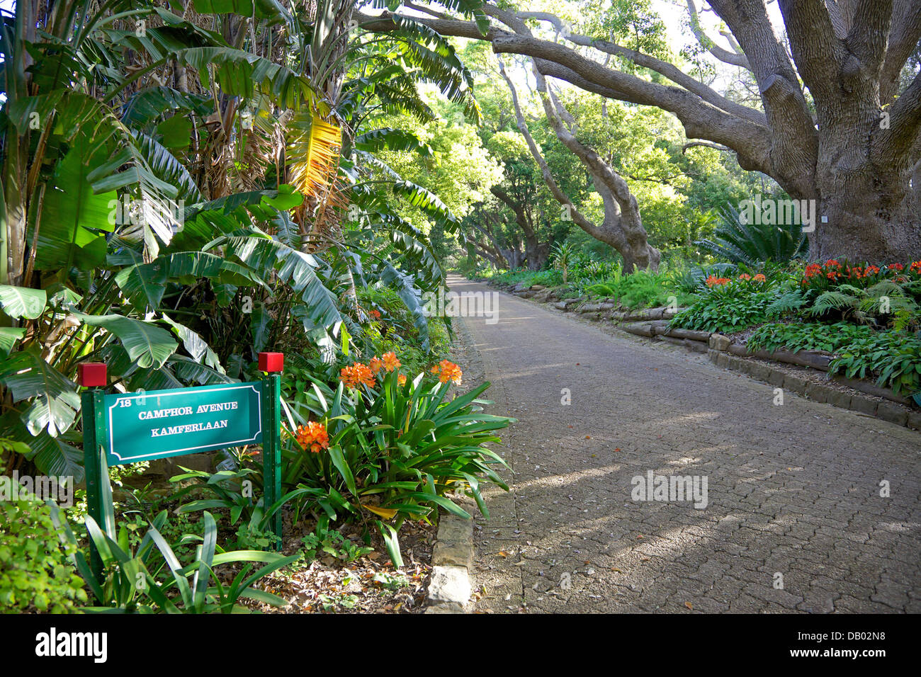 Clivia in bloom in Camphor Avenue, Kirstenbosch National Botanical Garden, Cape Town, South Africa. Stock Photo