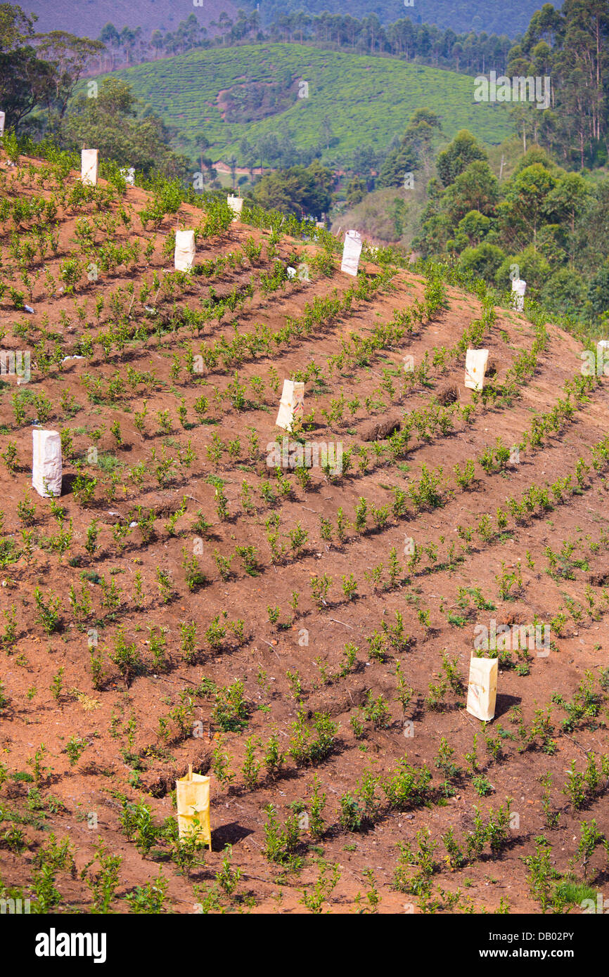 Seedlings planted at a tea plantation, Munar, India Stock Photo