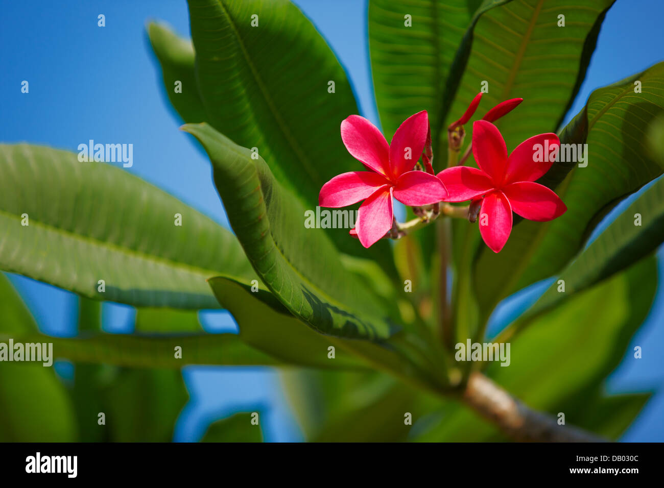 Frangipani flowers, Singapore. Stock Photo