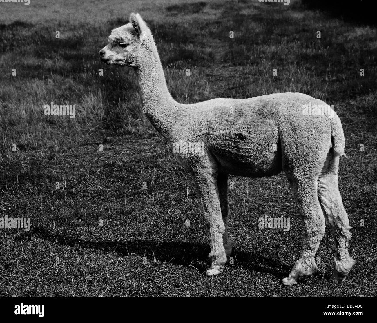 White alpaca Black and White Stock Photos & Images Alamy