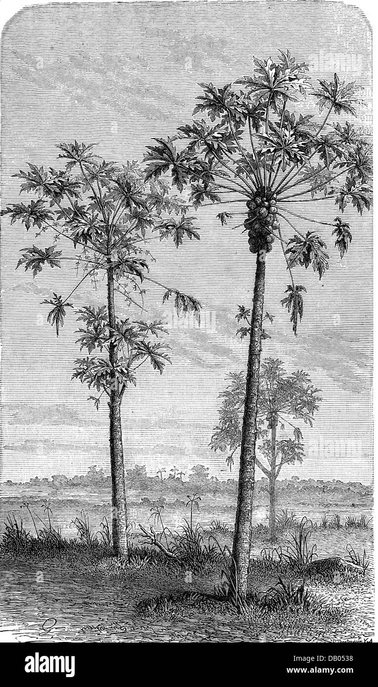 Details 73+ papaya tree sketch in.eteachers