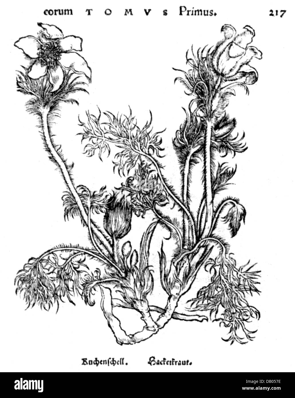 botany, pasque flower (pulsatile), woodcut by Hans Weiditz for a herbal book, Germany, 16th century, pasqueflower, wind flower, prairie crocus, Easter Flower, meadow anemone, Ranunculaceae, plant, plants, plant, plants, historic, historical, Additional-Rights-Clearences-Not Available Stock Photo