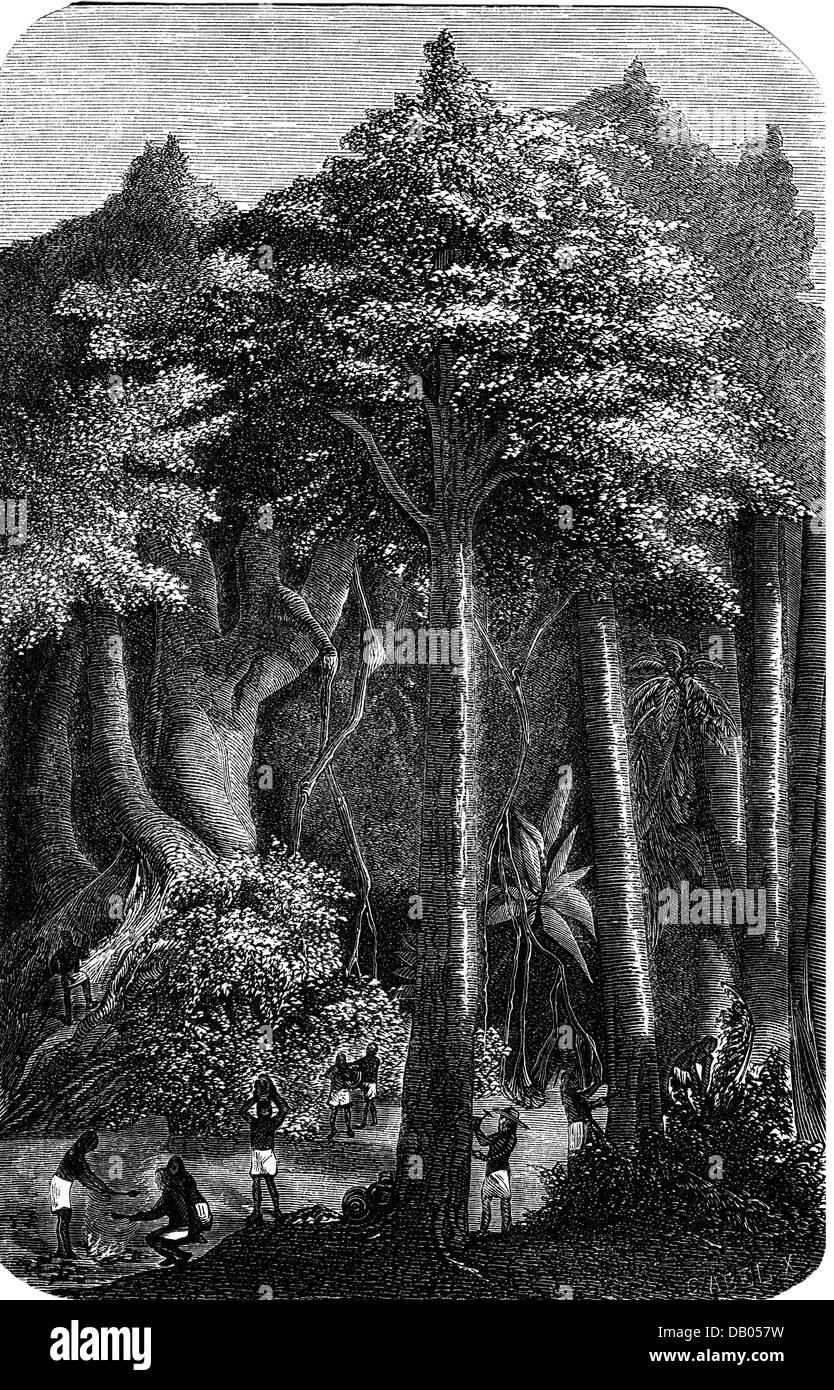 agriculture, forestry, india rubber, harvest at the Ivory Coast), wood engraving, France, circa 1890, Additional-Rights-Clearences-Not Available Stock Photo