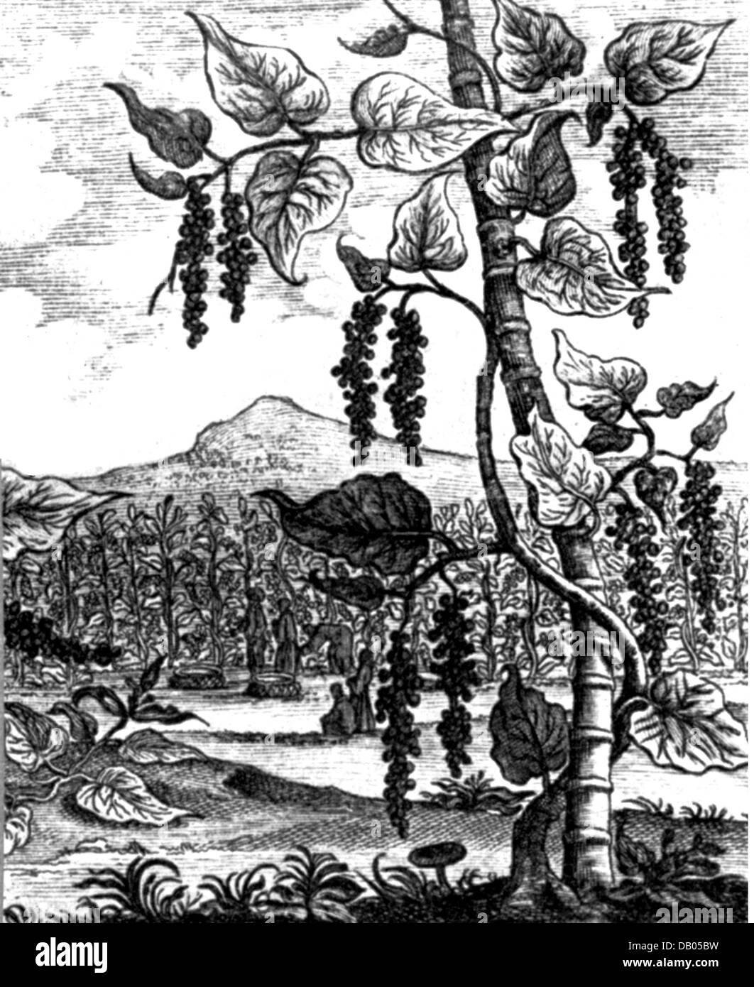 botany, spices, black pepper (Piper nigrum), black pepper vine, copper engraving, 17th century, spice, pure pepper, climbing plant, plants, pepper family, Piperaceae, historic, historical, Artist's Copyright has not to be cleared Stock Photo