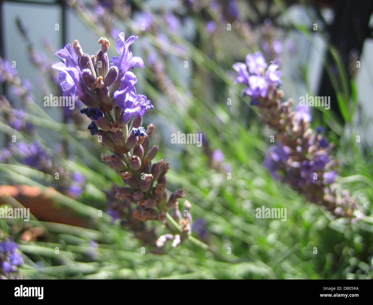 Violet blue blooming Grosso lavender pictured in Frankfurt Main, Germany, 28 June 2007. The lavender variety named after lavender farmer Pierre Grosso covers about 80 per cent of the cultivation in France's Provence region. Compared to other lavender varieties, the Grosso type has the highest concentration of essential oils and the longest panicles. Photo: Beate Schleep Stock Photo