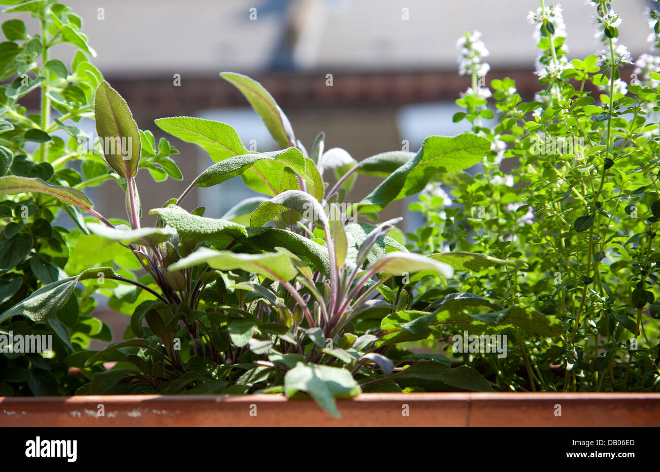Oregano, Sage and Lemon Thyme growing in Window Box of London Home UK