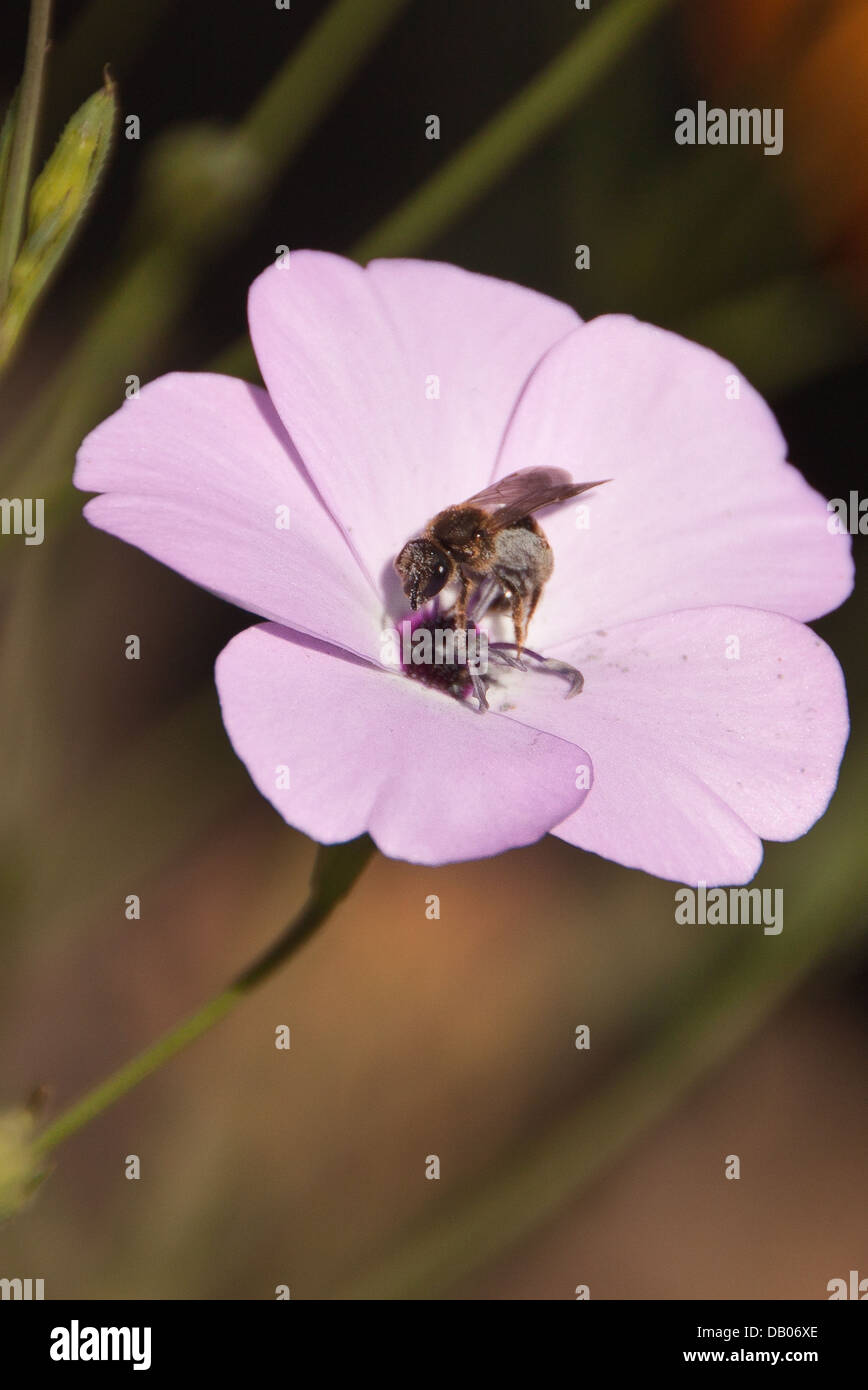 Bee rolling in pollen. Stock Photo