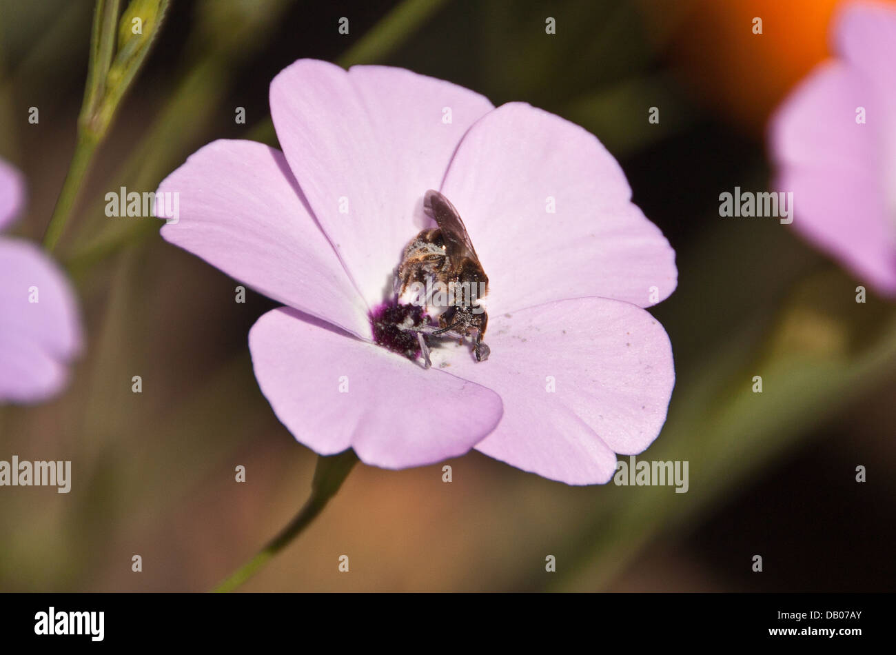 Bee rolling in pollen. Stock Photo