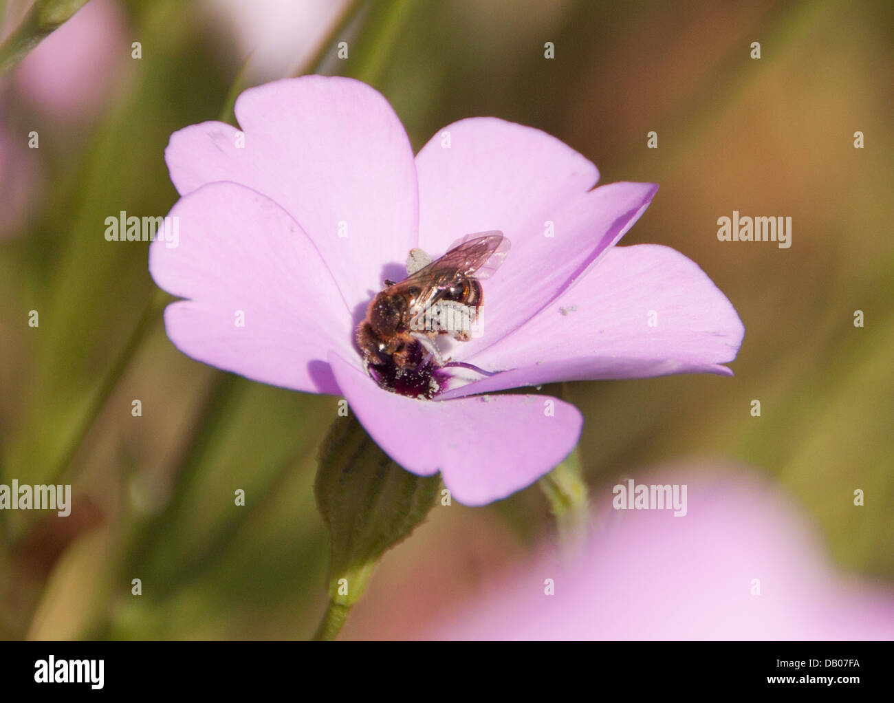 Pollen pollination hires stock photography and images Alamy