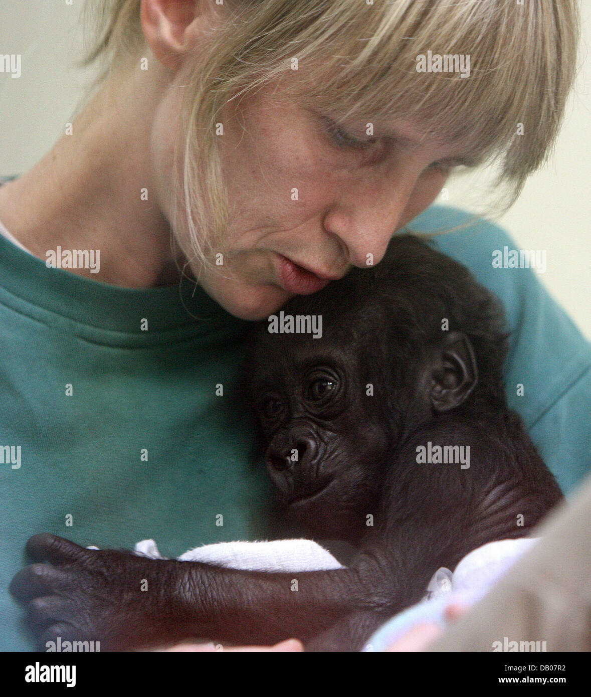 The keeper nuzzles with eight-weeks-old gorilla baby 'Mary Two' at