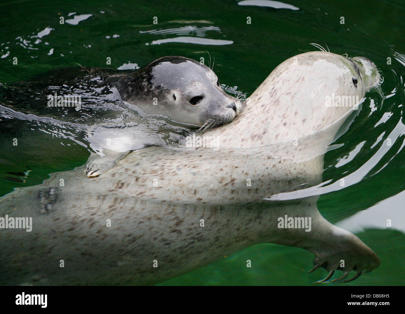 Baby Seals Swimming
