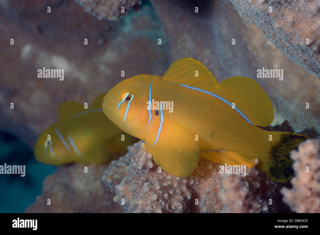 Lemon goby with black tail and a baby lemon goby sits on the hard Acropora coral. Stock Photo
