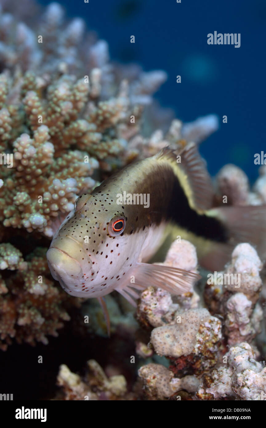 Hawkfish sits on the hard corals waiting for prey to swim by. Stock Photo