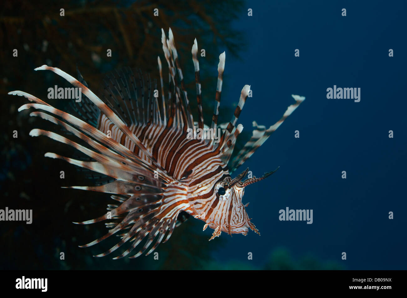 Hungry lionfish is attacking smaller fisher while hunting. It spreads ...