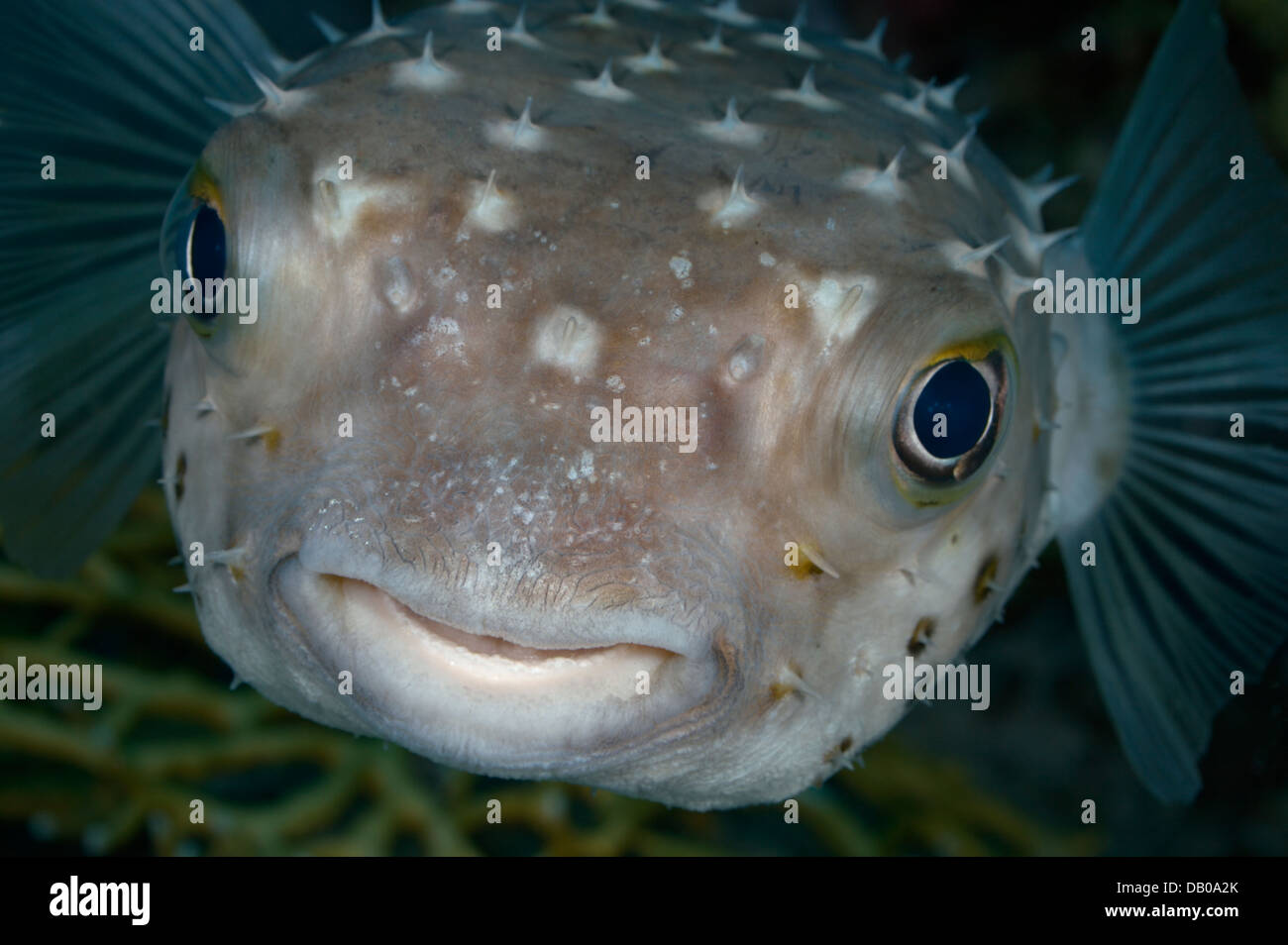Poisonous puffer fish is posing for a portrait. Stock Photo