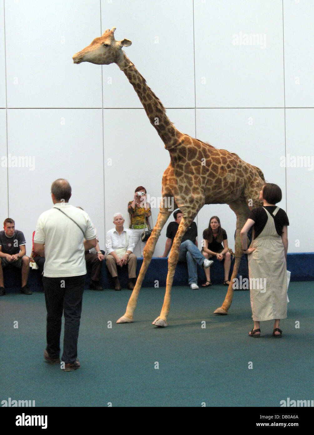 Visitors look at exhibit 'The Zoo Story', a stuffed giraffe, by Peter Friedl at the documenta 12 art exhibition in Kassel, Germany, 24 July 2007. Giraffe 'Brownie' was killed in an Israeli air strike at the Zoo of Qalqiliyah in the West Bank in 2006. Documenta art exhibtion is regarded as the world's largest and most important regular exhibition of contemporaray art. Photo: Frank R Stock Photo