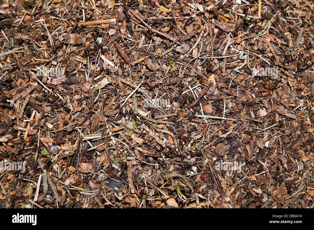 Wood ants swarming over their nest at Sullington Warren, West Sussex, UK Stock Photo