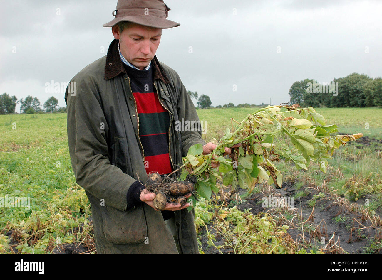 Farmer Mario Elwers inspects the potatoes on a field near Negernboetel, Germany, 31 July 2007. Potatoes putrefy, some even drown, on the wet fields of Federal State Schleswig-Holstein resulting in a loss in harvests of up to one third as expected by the regional Chamber of Agricultural Matters. Usually, 220 farmer cultivate 6,000 hectares of potatoes to harvest betweeen 37 and 38 t Stock Photo