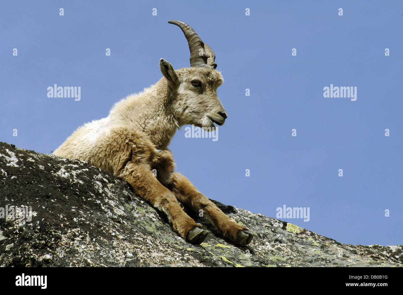 An ibex pictured in the national park Gran Paradiso of the Aosta Valley, Italy, 09 June 2007. Since 1821, the ibex (lat.: Carpa ibex ibex) is a protected animal. Photo: Frank Kleefeldt Stock Photo