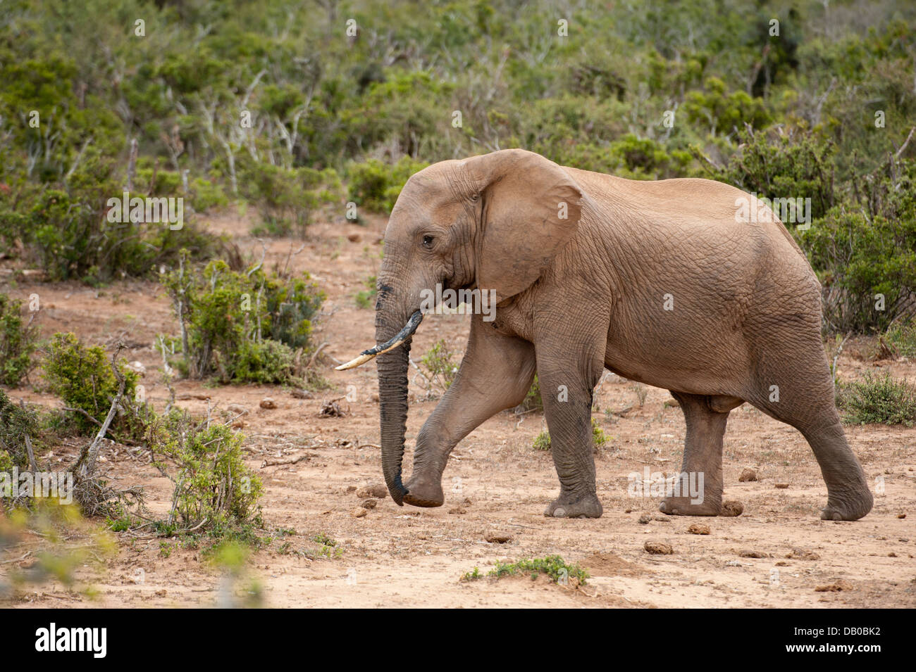 African elephant ( Loxodonta africana africana), Addo Elephant National Park, Eastern Cape, South Africa Stock Photo