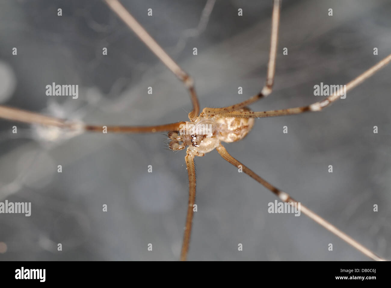 Pholcus phalangioides spider, Spain. Stock Photo