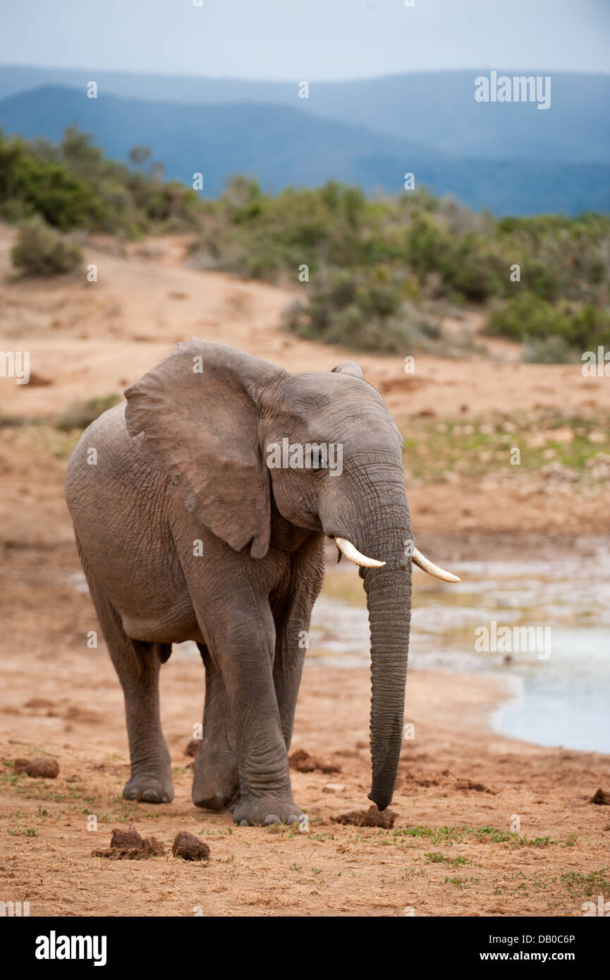 African elephant ( Loxodonta africana africana), Addo Elephant National Park, Eastern Cape, South Africa Stock Photo