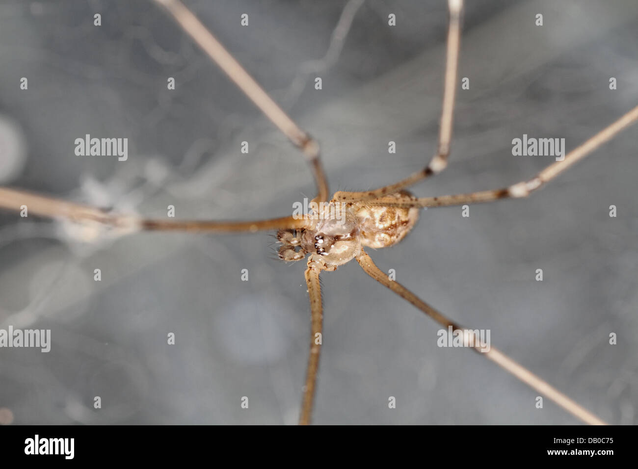 Pholcus phalangioides spider, Spain. Stock Photo