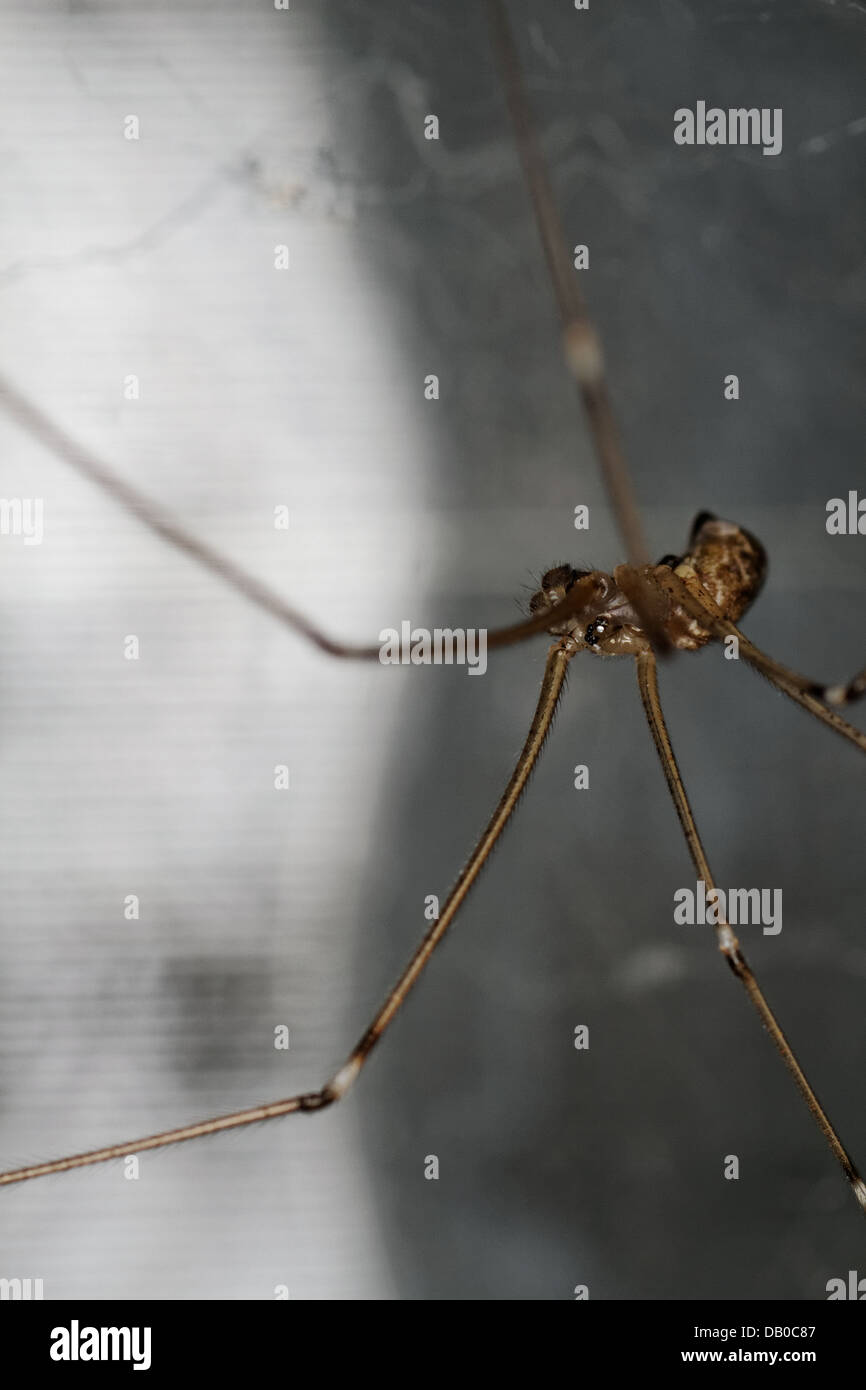 Pholcus phalangioides spider, Spain. Stock Photo