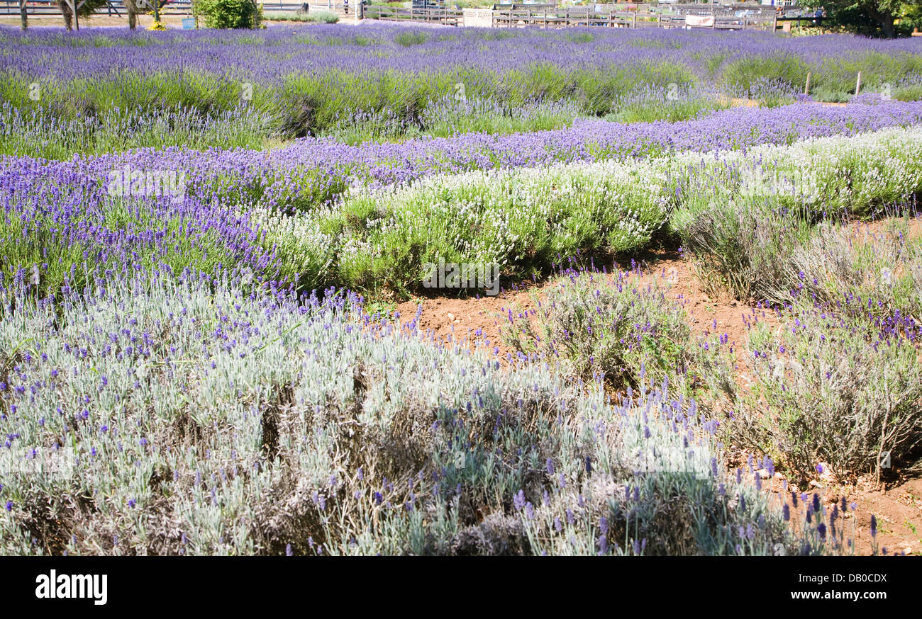 Norfolk lavender Heacham, Norfolk, England Stock Photo Alamy