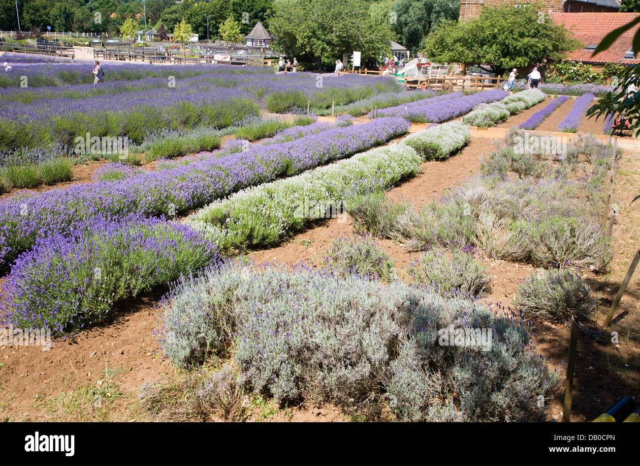 Norfolk lavender Heacham, Norfolk, England Stock Photo Alamy