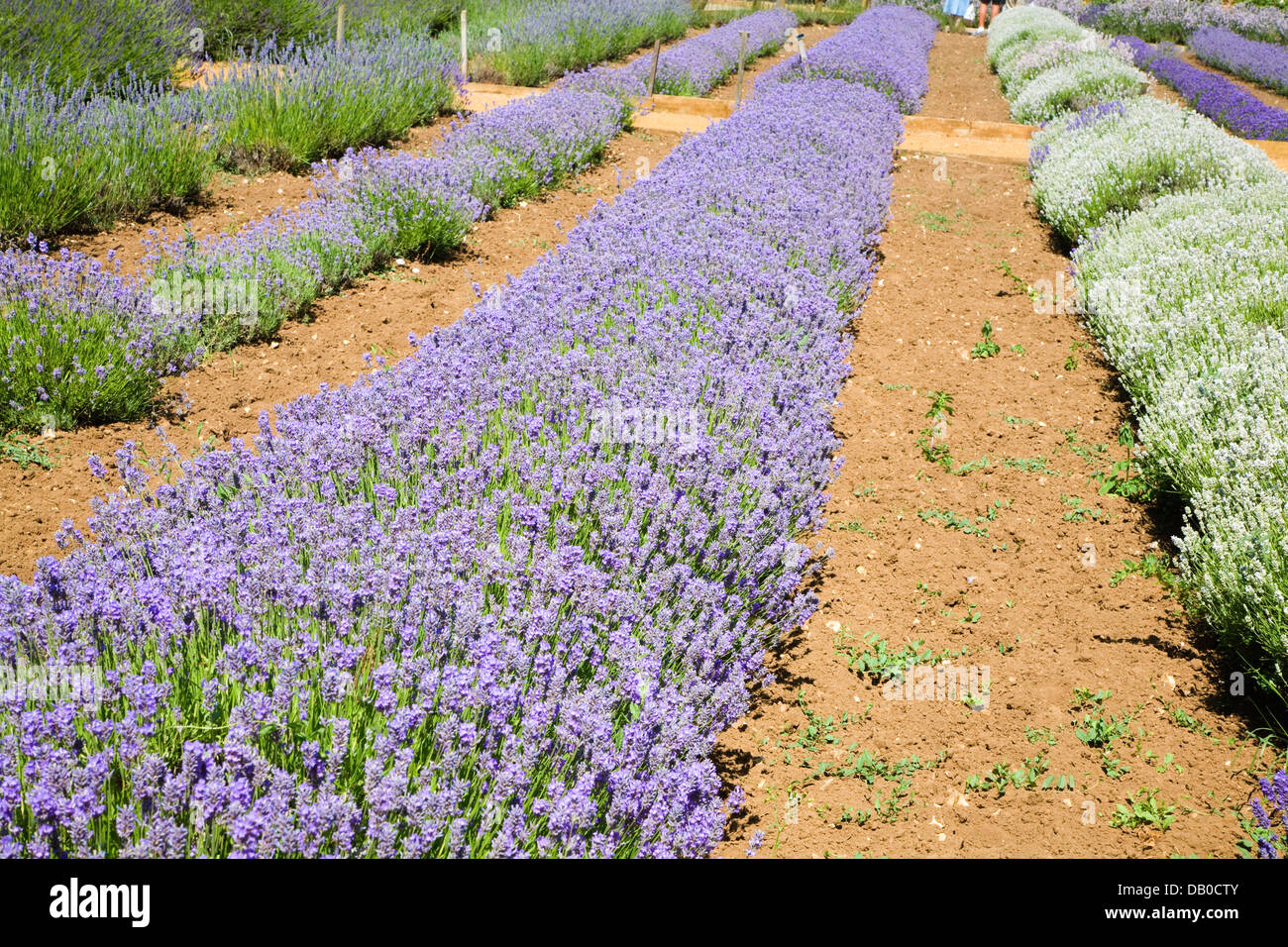 Norfolk lavender Heacham, Norfolk, England Stock Photo Alamy