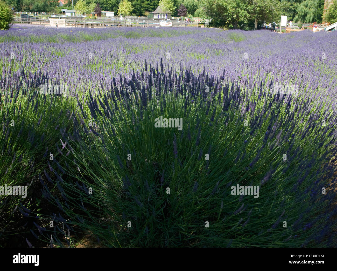 Norfolk lavender Heacham, Norfolk, England Stock Photo Alamy