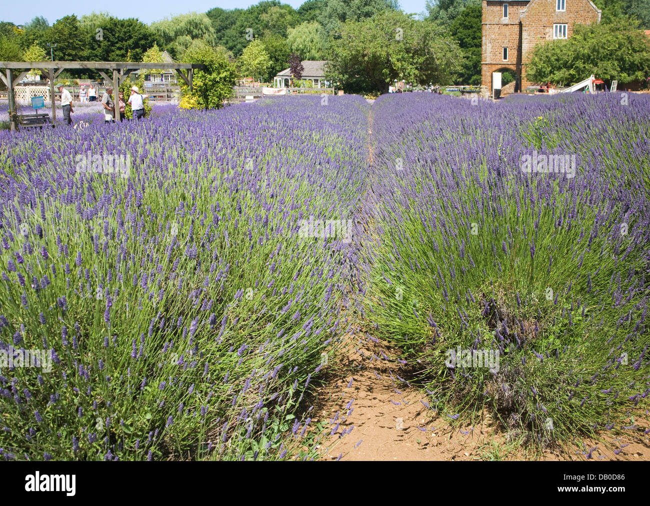 Norfolk lavender Heacham, Norfolk, England Stock Photo Alamy