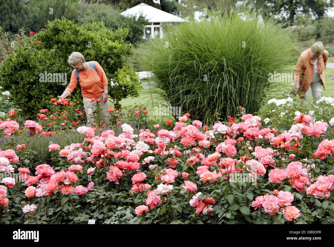 Visitors wander through the Rosarium in Sangerhausen, Germany, 08