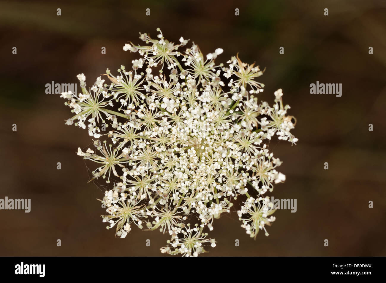 Pfeilkresse, Cardaria draba Stock Photo