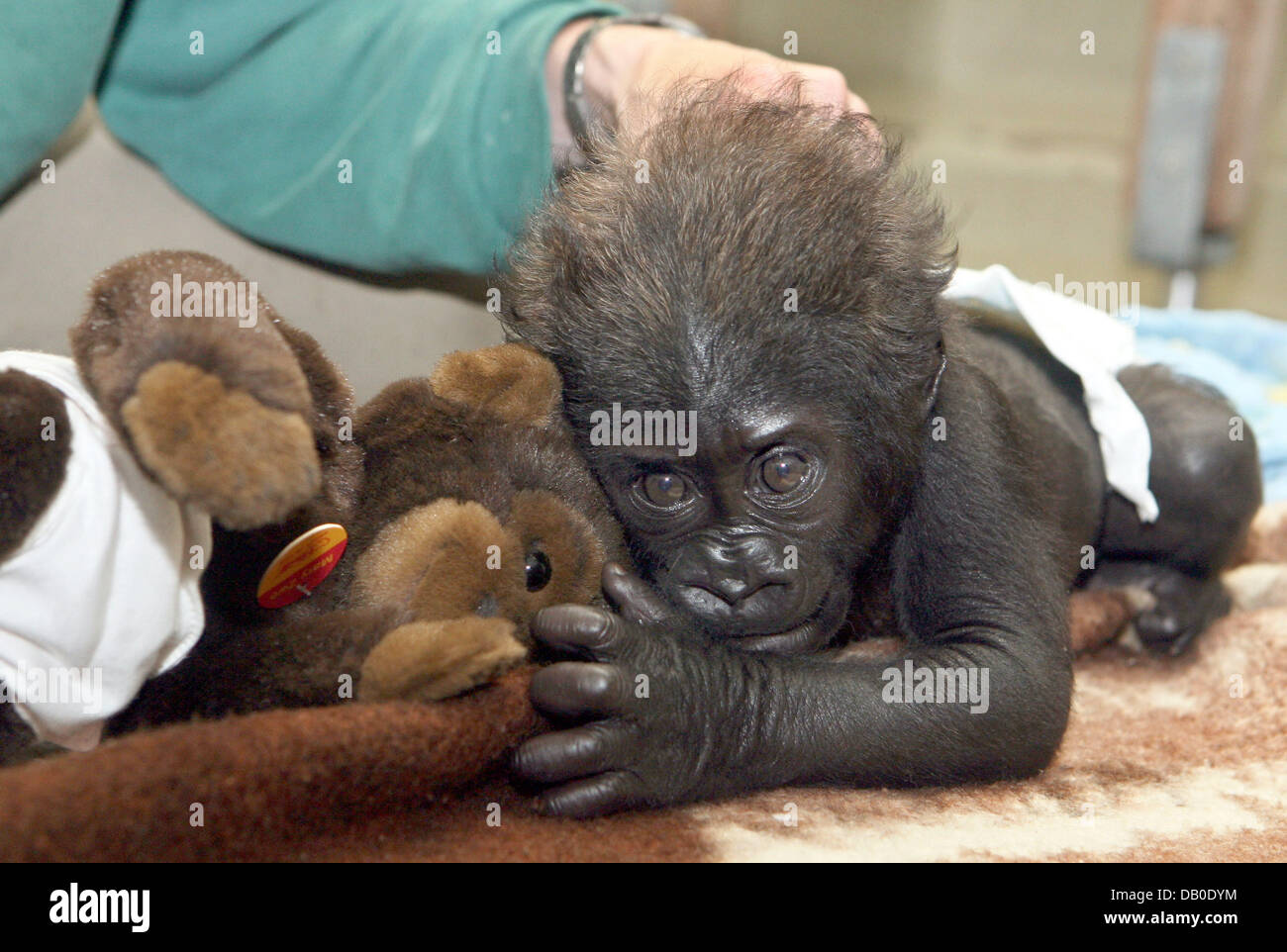 The keeper nuzzles with eight-weeks-old gorilla baby 'Mary Two' at