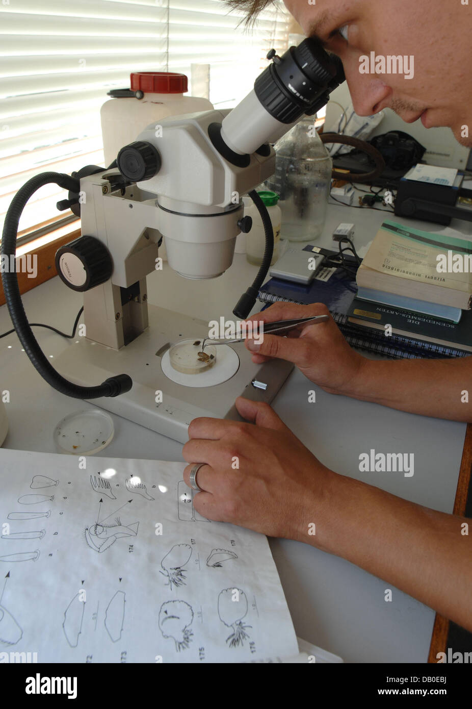 A scientist examines a sample of river shell from the Danube river in ...