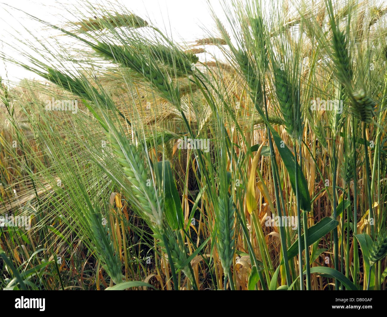 Field of wheat grain , nearly ready for harvest in Grappenhall, Cheshire, NW England, UK - for food, brewing, feed & other purposes Stock Photo