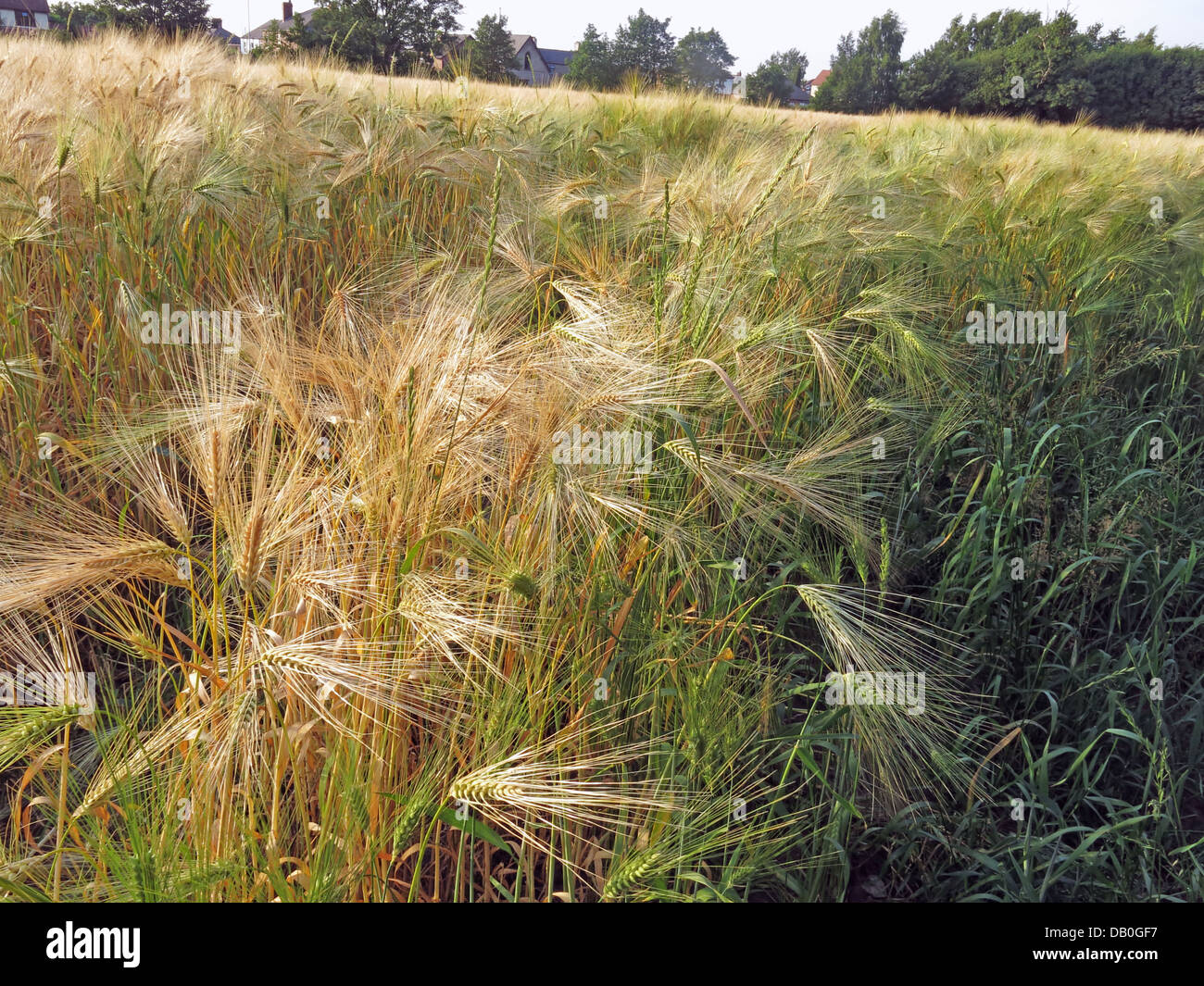 Field of wheat ready for harvest in Grappenhall, Cheshire, NW England, UK Stock Photo