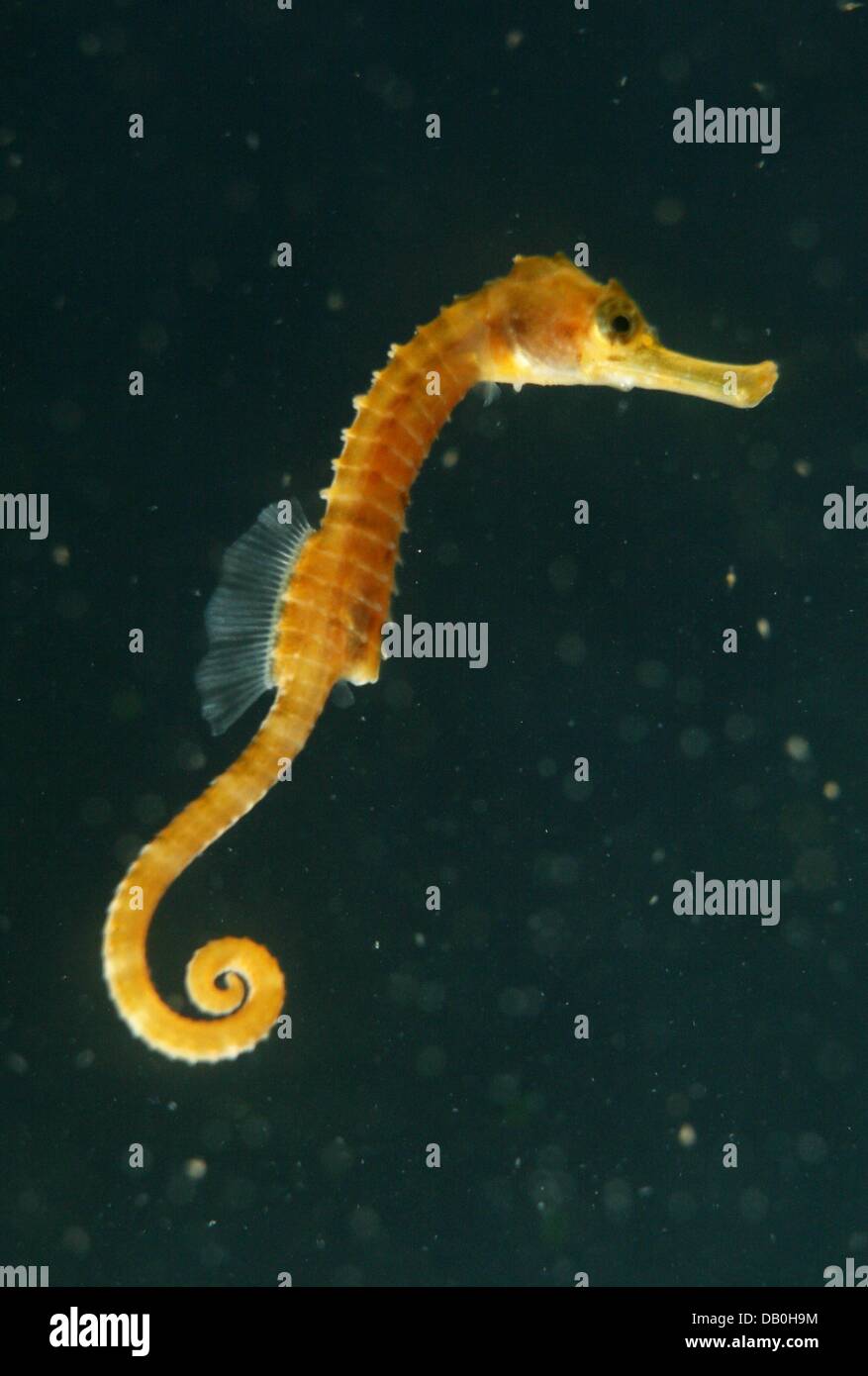 A seahorse (Hippocampus abdominalis) swims in an aquarium in the Sea Life exhibition in the Olympic Park in Munich, Germany, 29 August 2007. The animals hava size of approximately 4 centimetres. The exhibition runs until the beginning of 2008. Photo: Tobias Hase Stock Photo