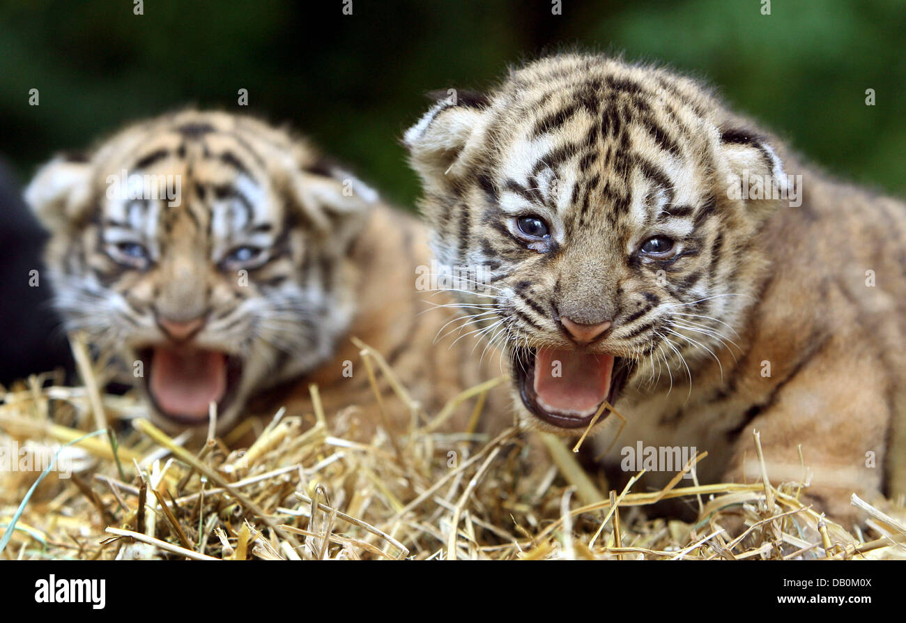 Photo Of A Game Of A Lion Cub And A Tiger Cub Where A Lions Paw On The Face  Of A Tiger Stock Photo, Picture and Royalty Free Image. Image 147568502.