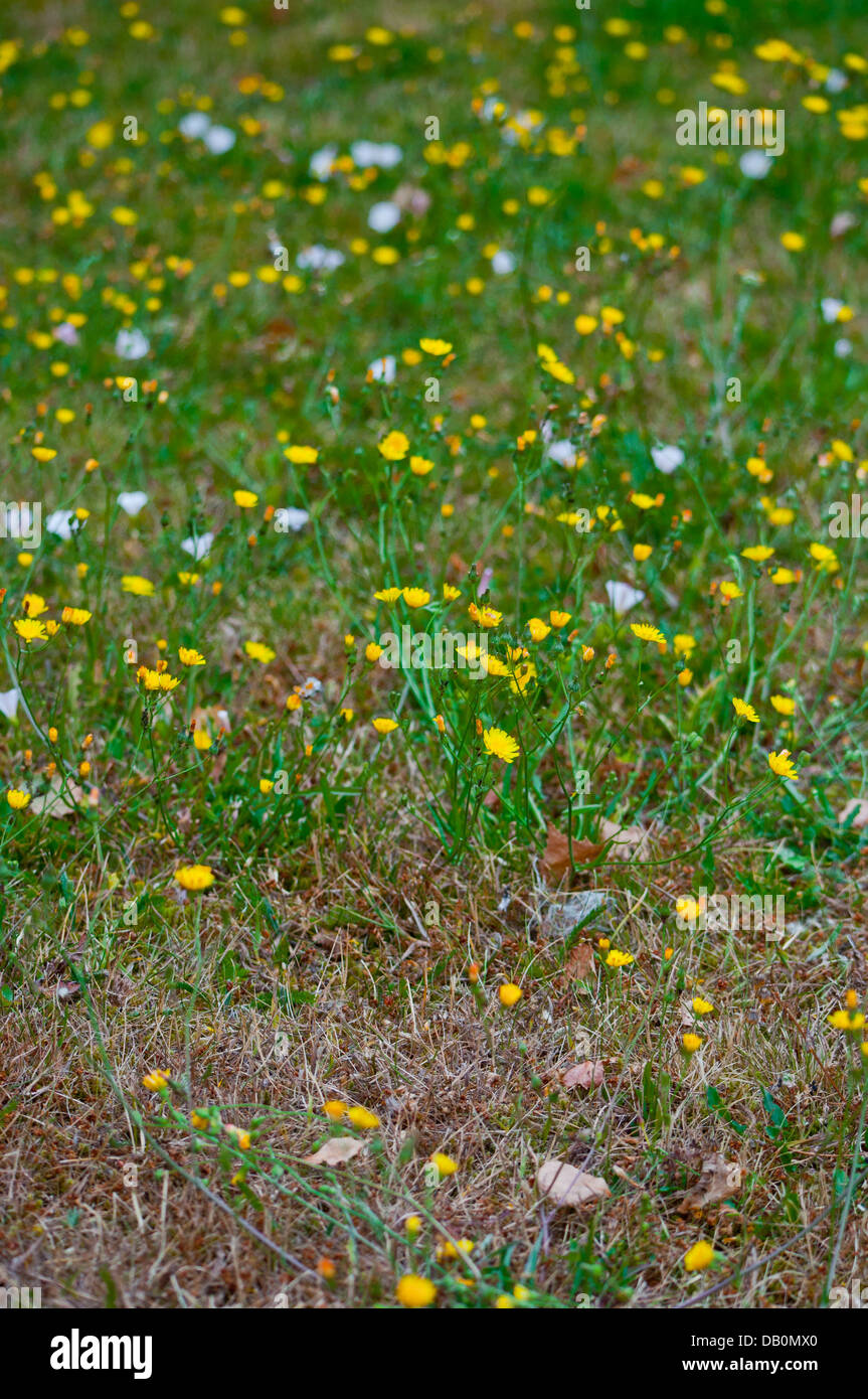 Weeds In Garden High Resolution Stock Photography and Images - Alamy