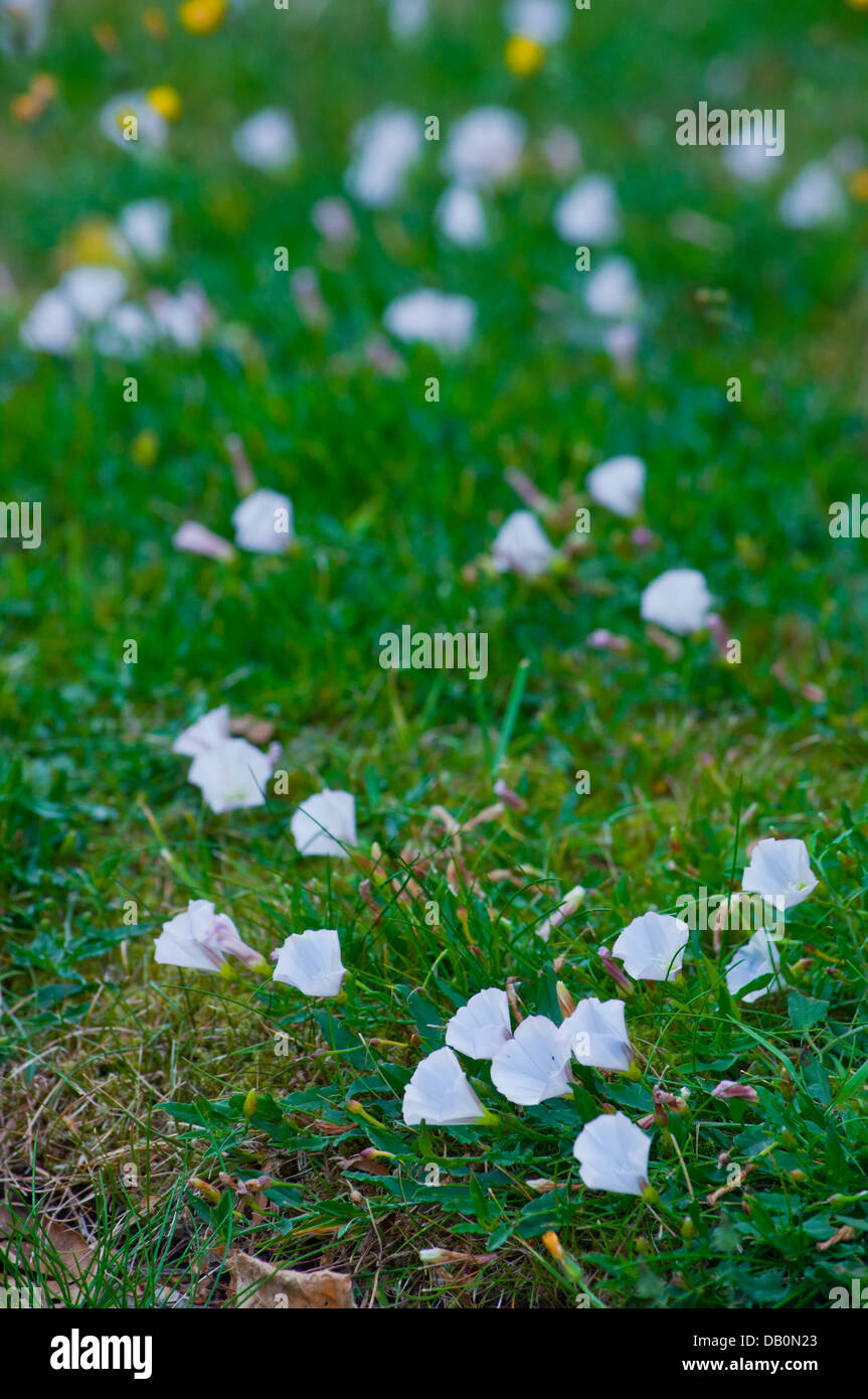 Field Bindweed in lawn Stock Photo Alamy