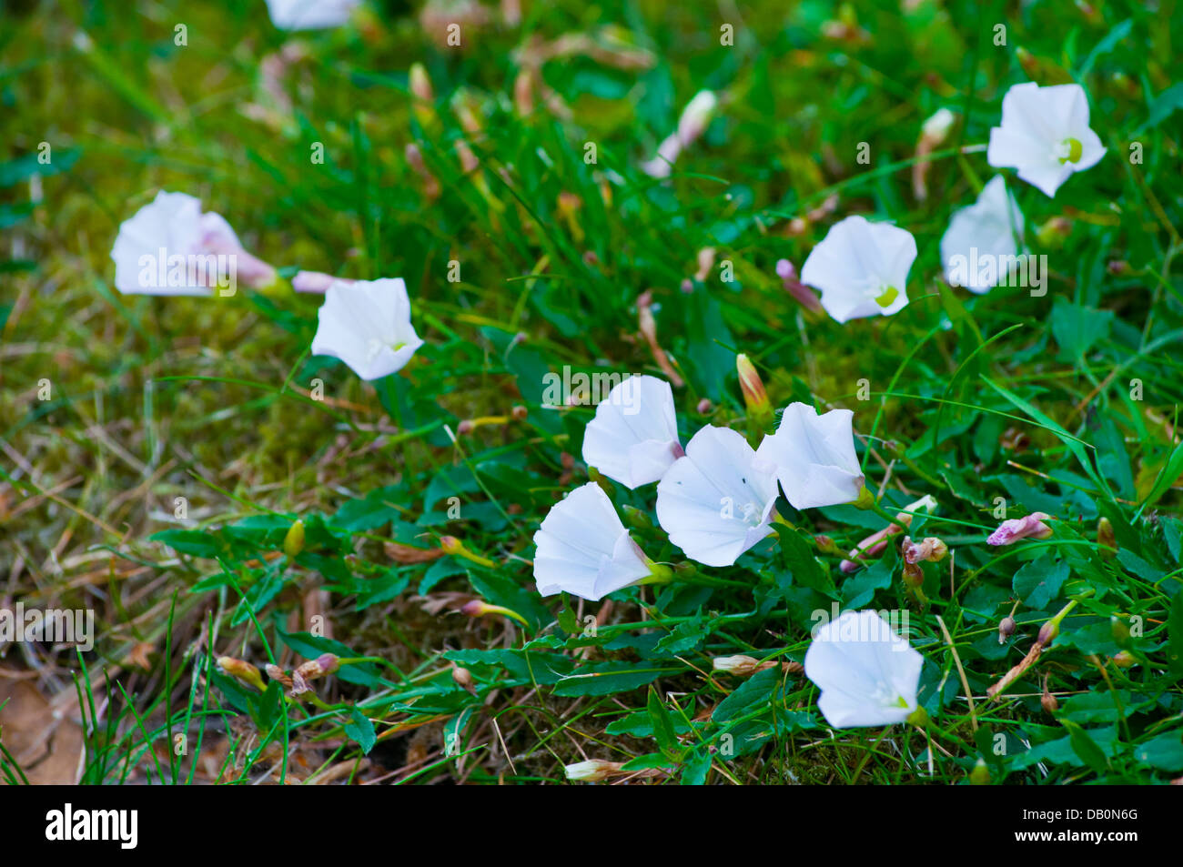 Field Bindweed in lawn Stock Photo Alamy