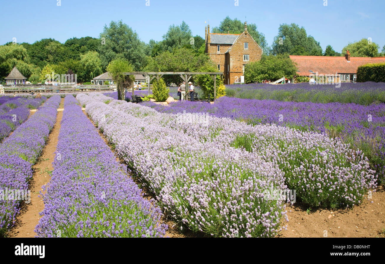 Norfolk lavender Heacham, Norfolk, England Stock Photo Alamy