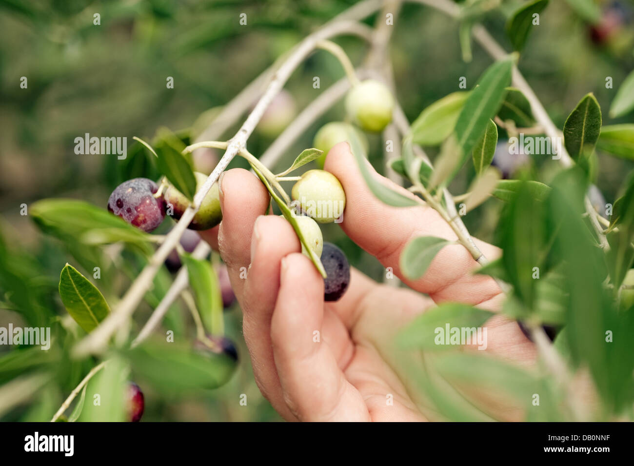 Harvesting olives by hand Stock Photo Alamy
