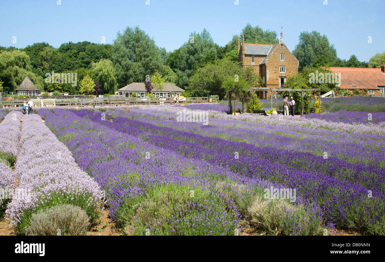 Norfolk lavender Heacham, Norfolk, England Stock Photo Alamy