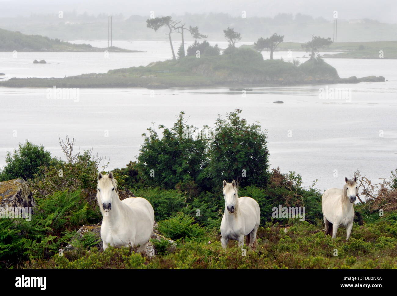 Three grey horses stand near the village of Maam Cross (county Galway) on a meadow. In background islands in Andderry Lough  with trees. Stock Photo