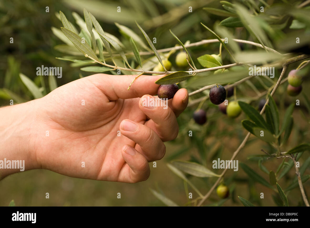 Hand harvesting olives Stock Photo Alamy